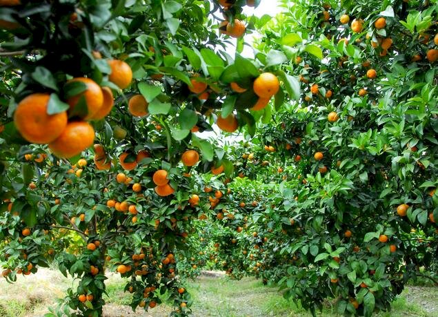 ผลผลิตส้มล้นตลาด  บริษัทซีพีซีเปิดปั๊มทั่วประเทศช่วยเกษตรกรขายผลผลิต