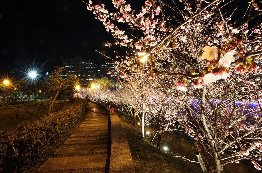 เปิดตัวสถานที่สำหรับชมซากุระในกรุงไทเป พร้อมกิจกรรมชมซากุระยามราตรี