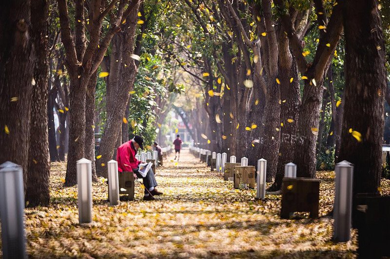 สวนมะฮอกกานีแลนด์มาร์คใหม่ของการถ่ายภาพที่เมืองเจียอี้
