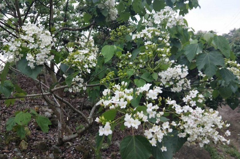 ฤดูกาลชมดอกมะเยาหินที่หนานโถวมาถึงแล้ว พร้อมนำเสนอผลิตภัณฑ์ท้องถิ่น