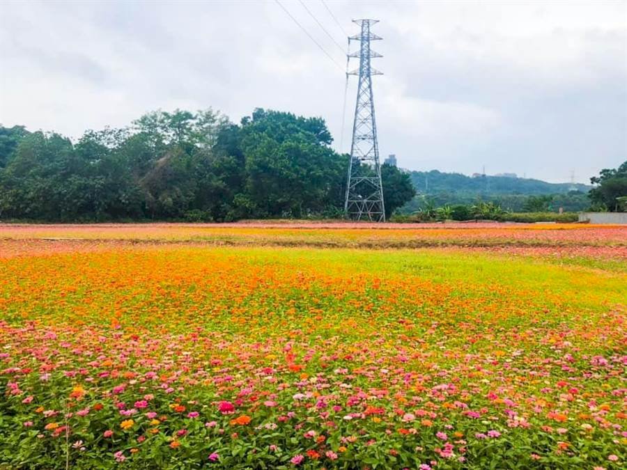 เทศกาลสีสันของดอกไม้ที่นครเถาหยวนเริ่มแล้ว สร้างภูมิทัศน์ทะเลดอกไม้เขตภาคเหนือ