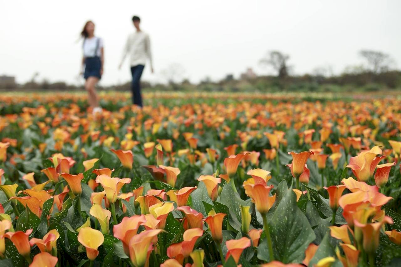 ฟาร์มฝูโซว่ซันเปิดตัวดอก Calla Lily หลากสีสันต้อนรับปีใหม่