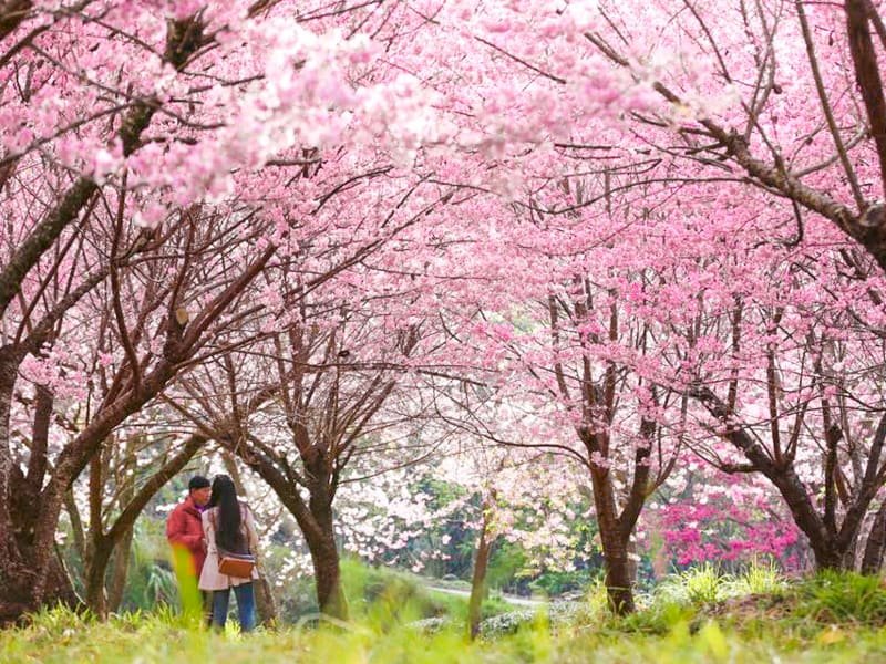 ซากุระที่หนานโถวบานสะพรั่งแล้ว