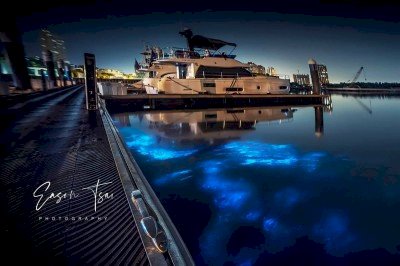 ชมทะเลเรืองแสงสีฟ้า(Blue Tears)ที่อ่าวต้าเผิงเมืองผิงตง
