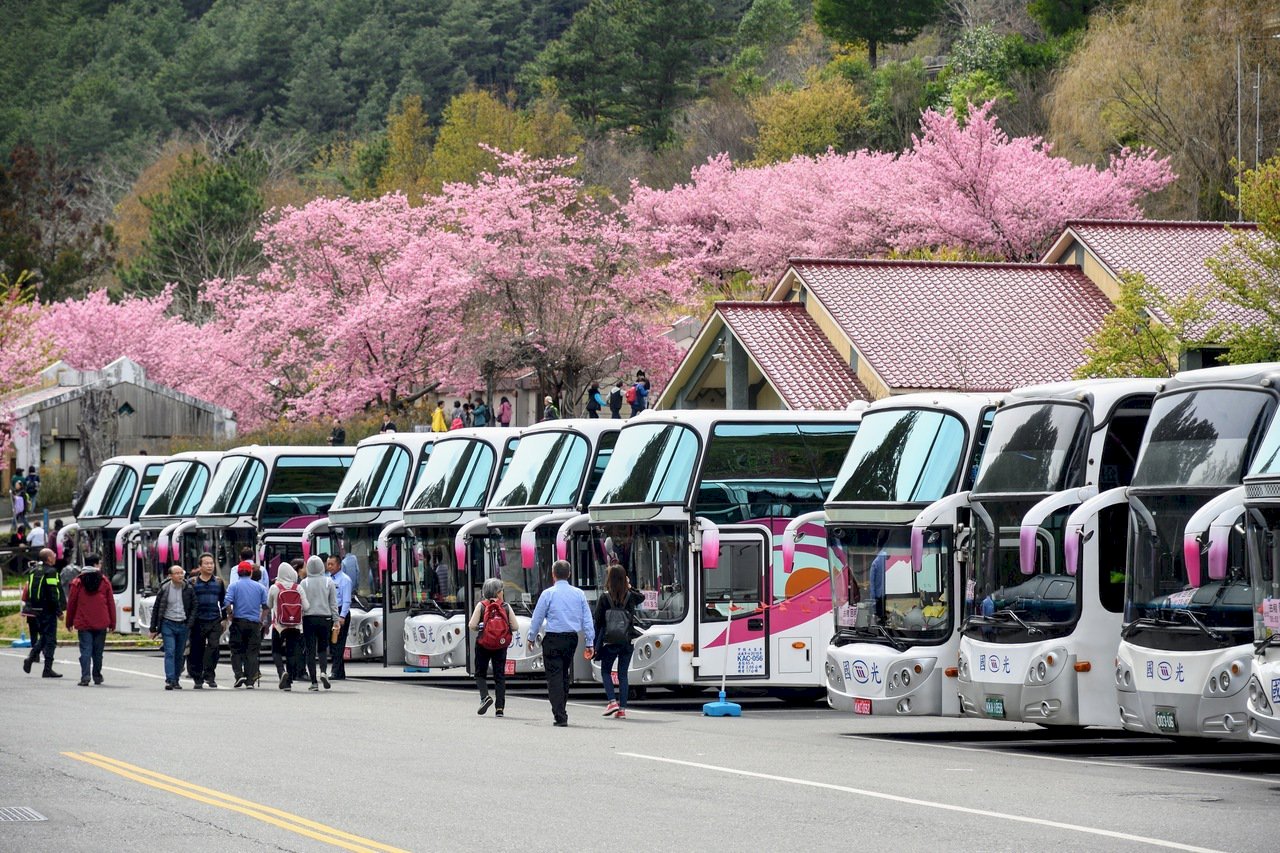 King Bus พาชมดอกซากุระที่อู่หลิง ท่องเที่ยววันธรรมดาแจกฟรีหน้ากากอนามัยลายดอกซากุระ
