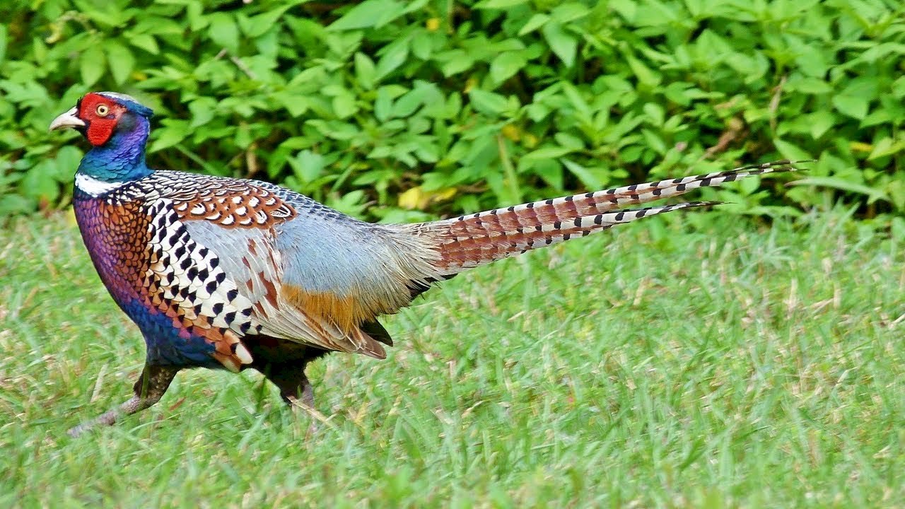 ไก่ฟ้าคอแหวนสายพันธุ์ Formosanus ซึ่งเป็นนกหายาก ปรากฏตัวขึ้นที่เมืองไถตง