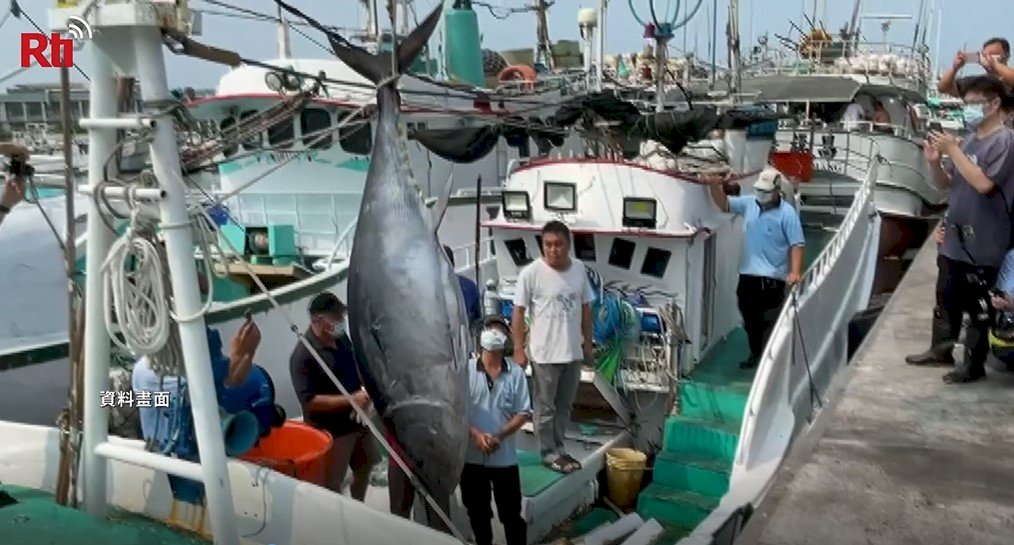 ฤดูกาลปลาทูน่าดำผิงตง ชาวประมงจับได้เกือบ 4,000 ตัว สูงที่สุดในรอบ 14 ปี