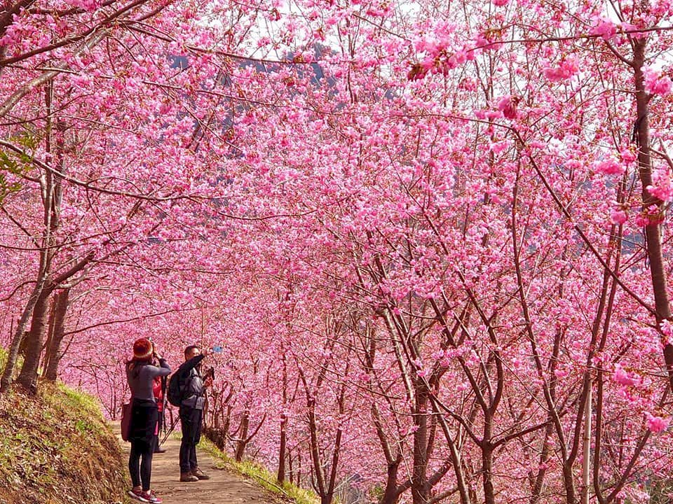 แนะ 4 จุดชมดอกซากุระเมืองซินจู๋ หมู่บ้าน Qalang Smangus นักท่องเที่ยวแน่น