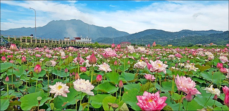 ดอกบัวบานสะพรั่งที่นครนิวไทเป ชมดอกบัวที่จินซันและท่องเที่ยวตามวิถีเชิงอนุรักษ์