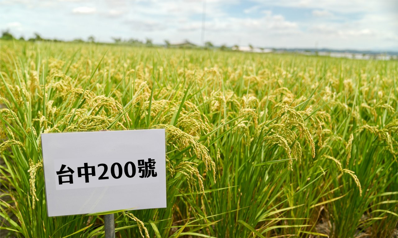 9 ปีแห่งการเพาะพันธุ์ข้าวไทจงหมายเลข 200 จนกลายเป็นตัวเลือกใหม่ของข้าวไฟเบอร์สูงในไต้หวัน