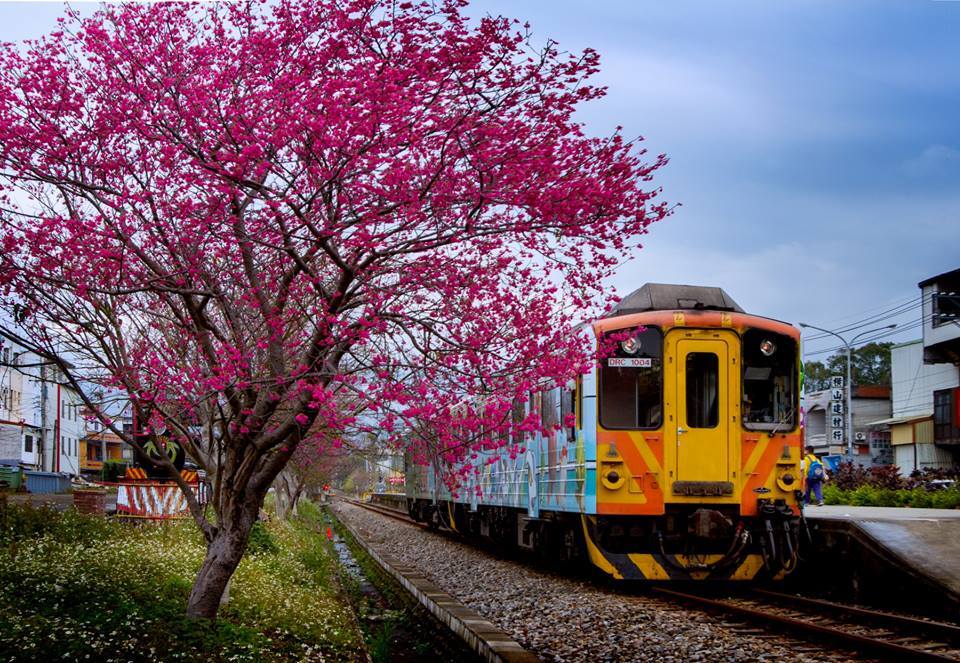 ดอกซากุระที่เมืองซินจู๋เริ่มเบ่งบาน นั่งรถไฟสายเน่ยวานชมความงามของดอกซากุระ