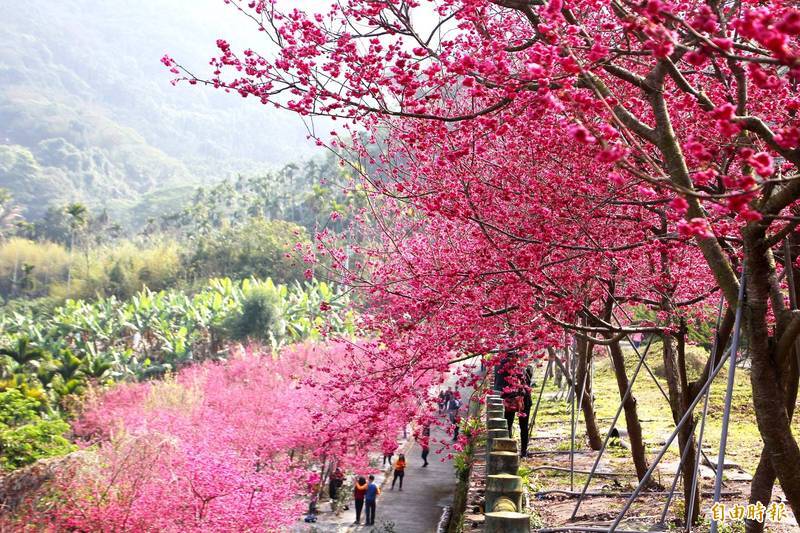 ดอกซากุระที่สวนปั้นเทียนเหยียน เมืองเจียอี้ บานสะพรั่ง ไม่ต้องขึ้นไปบนภูเขาก็ชมซากุระได้