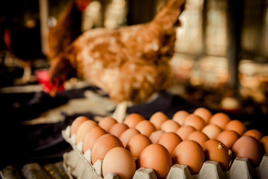 ไข่ไก่ไทยล็อตแรก 3 แสนฟองกำลังจะมาถึง คกก. เกษตรไต้หวันชี้ช่วง 2 เดือนนี้จะนำเข้าไข่ไก่สด 30 ล้านฟอง