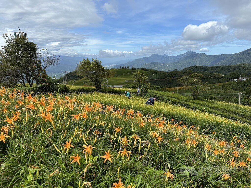 ทุ่งดอกไม้จีนที่ฮัวเหลียนบานสะพรั่งแล้ว แต่มีข่าวลือว่าถนนถูกตัดขาด จึงทำให้นักท่องเที่ยวแห่ยกเลิกห้องพัก