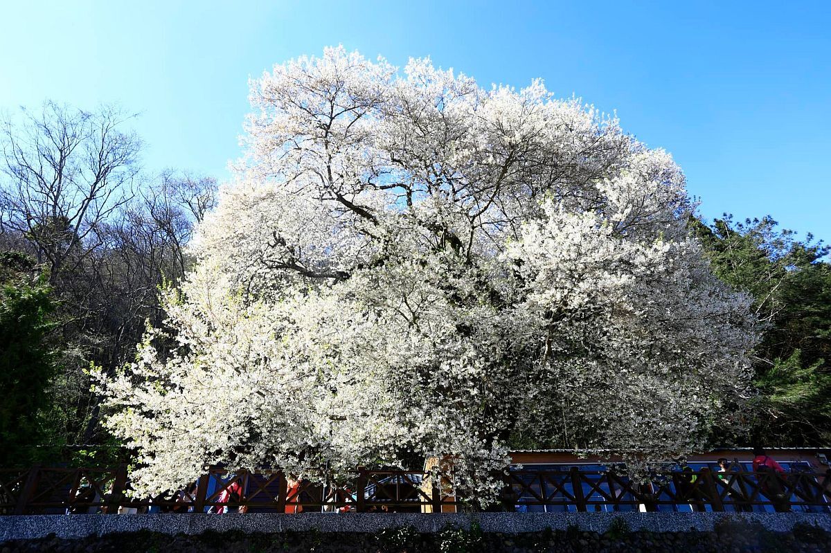 เชิญชมความงดงามของดอกซากุระสีขาวที่ป่านันทนาการกวนอู้ เมืองซินจู๋ และกิจกรรมสะสมแสตมป์รุ่นลิมิเต็ดเริ่ม 28 ก.พ. นี้